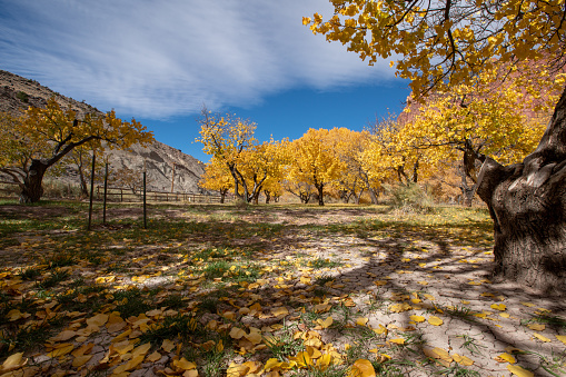 Beautiful cottonwood trees having yellow leaves as the season changes