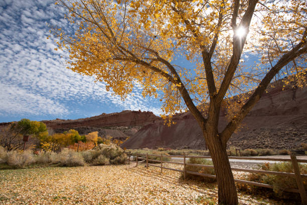 Beautiful cottonwood trees having yellow leaves as the season changes Beautiful cottonwood trees having yellow leaves as the season changes cottonwood stock pictures, royalty-free photos & images
