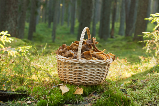 Basket with funnel chanterelle. Autumn scene.