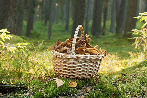 Basket with funnel chanterelle. Basket with funnel chanterelle. Autumn scene. cantharellus tubaeformis stock pictures, royalty-free photos & images