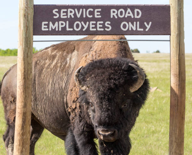 wild bison - badlands national park - north dakota imagens e fotografias de stock