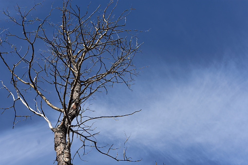 An image of a single dead tree against a blue sky background.