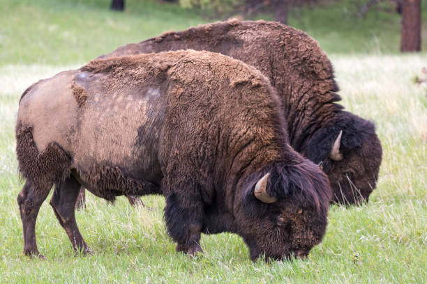 istock Wild Bison - Badlands National Park 1086123330