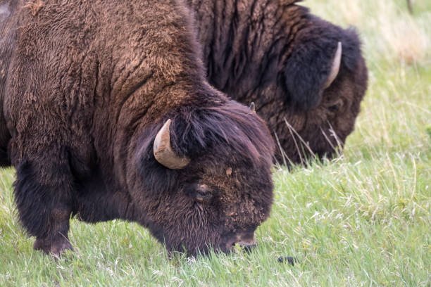 wild bison - badlands national park - north dakota imagens e fotografias de stock