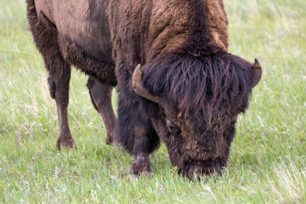 istock Wild Bison - Badlands National Park 1086123434