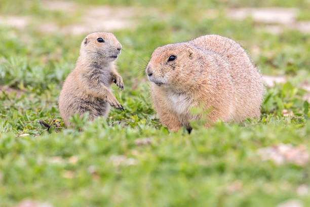 istock Prairie Dog in the Badlands 1086125236