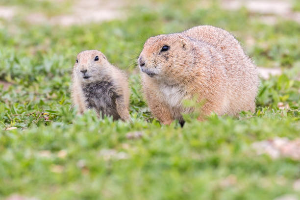 istock Prairie Dog in the Badlands 1086125244