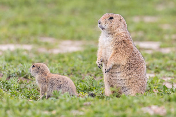 istock Prairie Dog in the Badlands 1086125266