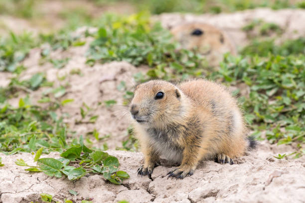 istock Prairie Dog in the Badlands 1086125670
