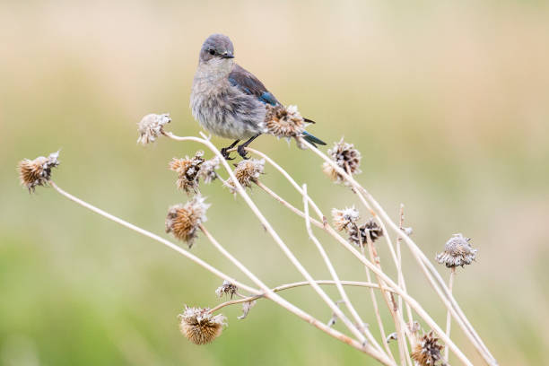 istock Western Bluebird - Badlands 1086126024