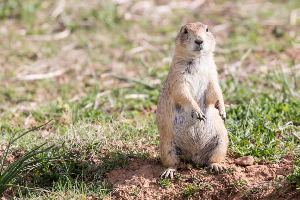 istock Prairie Dog in the Badlands 1086126124