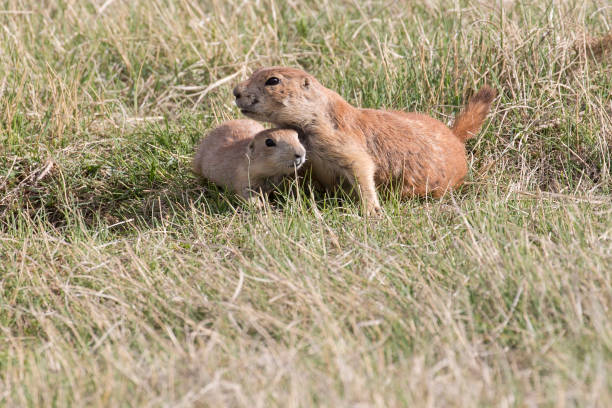 istock Prairie Dog in the Badlands 1086126146