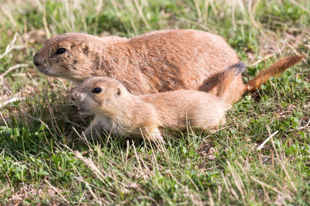 istock Prairie Dog in the Badlands 1086126258