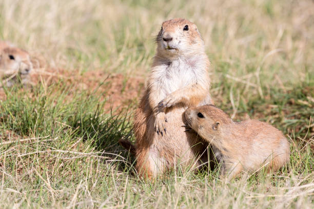 istock Prairie Dog in the Badlands 1086126286