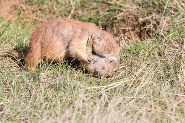 istock Prairie Dog in the Badlands 1086126288