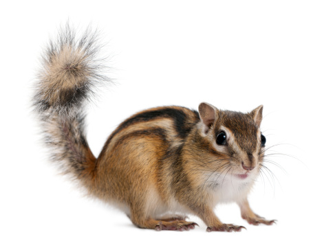 Siberian chipmunk, Euamias sibiricus, standing in front of white background.