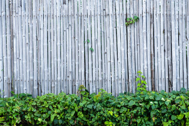 istock Bamboo fence wall background and texture with green plant decoration. 1086131148