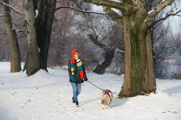 Photo of Woman walking Siberian husky dog in winter