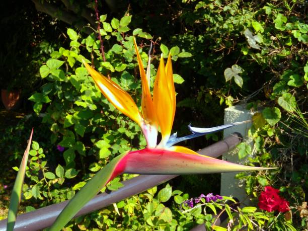 istock CA Bird of Paradise 1086144974