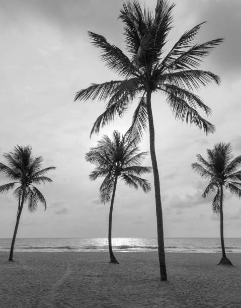 istock Coconut palm tree from Boa Viagem beach 1086146582