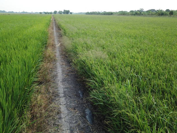 istock Jasmine rice fields Non-toxic at Thailand 1086157518