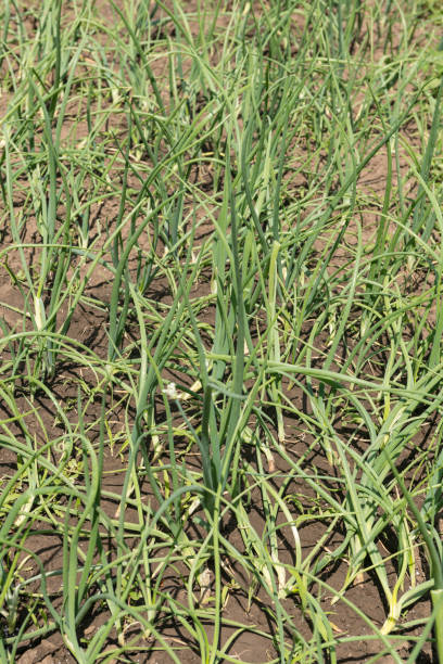 istock Green Onions in Ground 1086158904