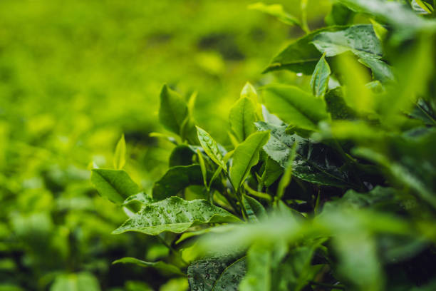istock Green tea bud and fresh leaves. Tea plantations 1086162866