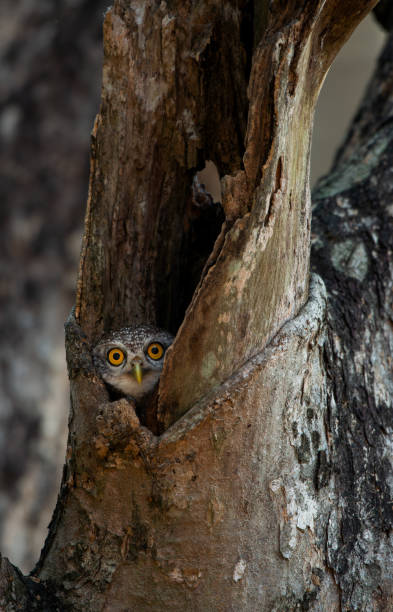 istock Spotted owlet in the wood hollow 1086162886