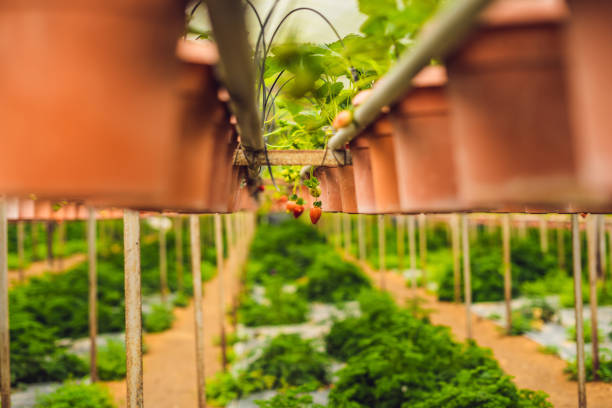 frische bio-erdbeeren wachsen auf dem bauernhof - 6206 stock-fotos und bilder