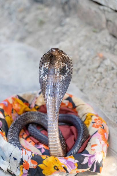 istock Portrait Indian cobra in Rishikesh, India. closeup 1086164380