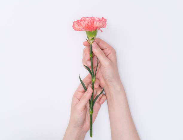 istock female hand hold carnation 1086164598