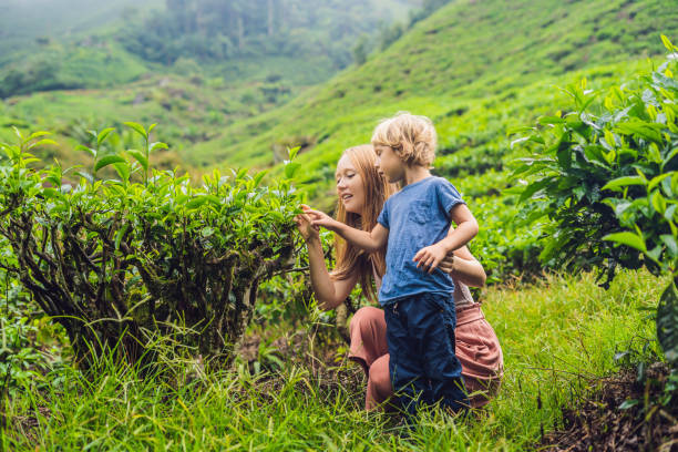 madre e figlio viaggiano in una piantagione di tè in malesia. concetto di viaggiare con i bambini - 5945 foto e immagini stock