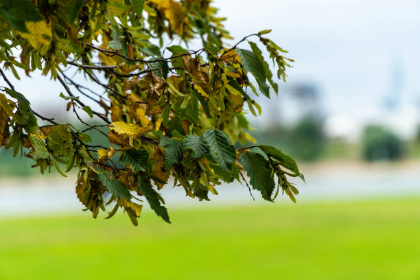 istock Leaves and trees in park 1086174674