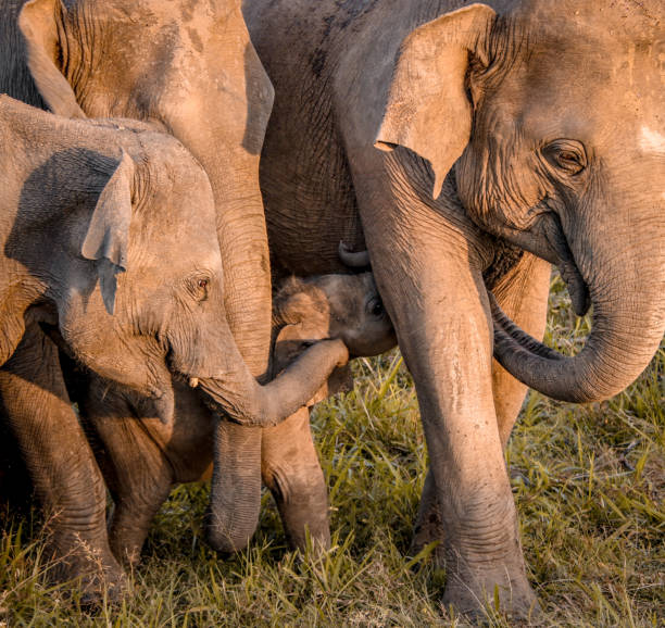 istock Happy wild elephants family with kid 1086174688