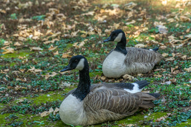 istock Canadian geese on grass 1086175176