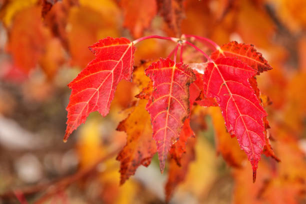 zbliżenie czerwonych liści klonu amur - maple tree autumn tree vibrant color zdjęcia i obrazy z banku zdjęć