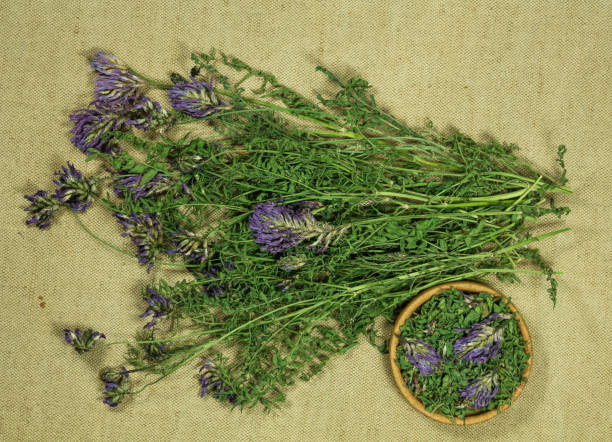istock Astragalus. Dry herb for use in alternative medicine, phytotherapy. 1086175554