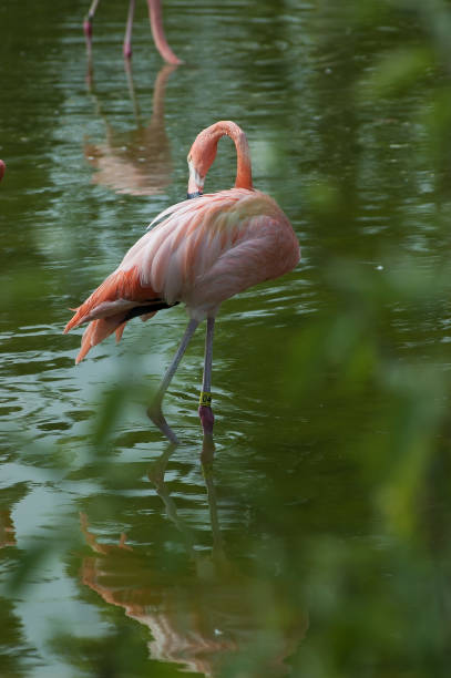 istock Flamingo in the pond 1086175680