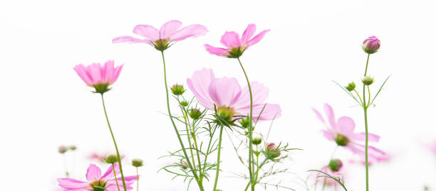 istock the back light Gesang flower In the field 1086176972