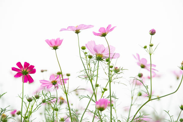 istock the back light Gesang flower In the field 1086176996