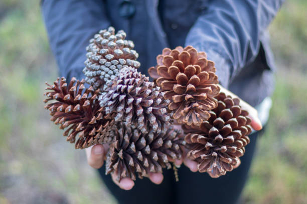 istock Many Pinus pungens balls on hand in the pine forest. 1086180610