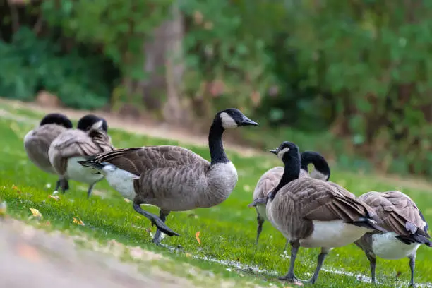 Group of Canada Geese (Branta Canadensis) walking and standing on grass in a public nature park in Vancouver, Canada