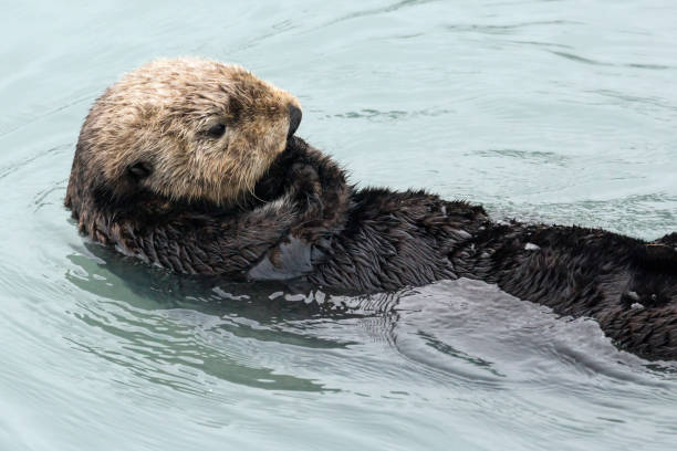 istock Wild Sea Otter - Seward, Alaska 1086183326