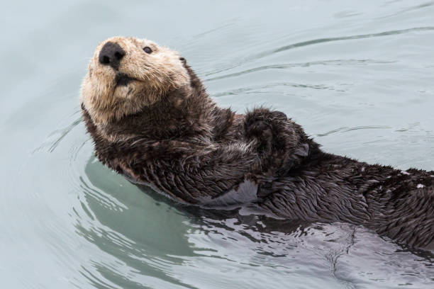 istock Wild Sea Otter - Seward, Alaska 1086183332