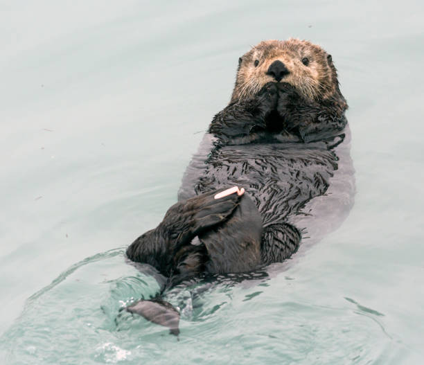 istock Wild Sea Otter - Seward, Alaska 1086183392