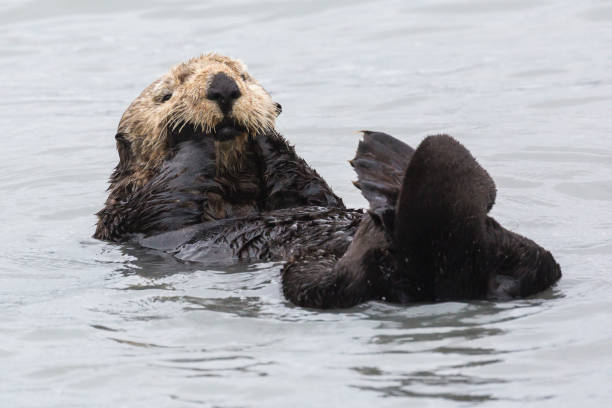 istock Wild Sea Otter - Seward, Alaska 1086185056
