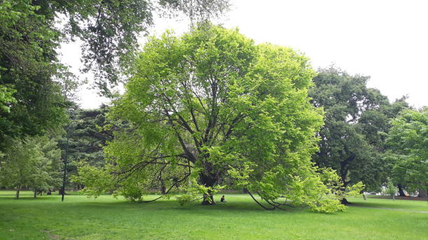 istock Big tree in park of melbourne 1086185136