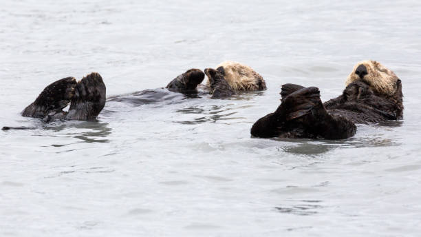 istock Wild Sea Otter - Seward, Alaska 1086185286