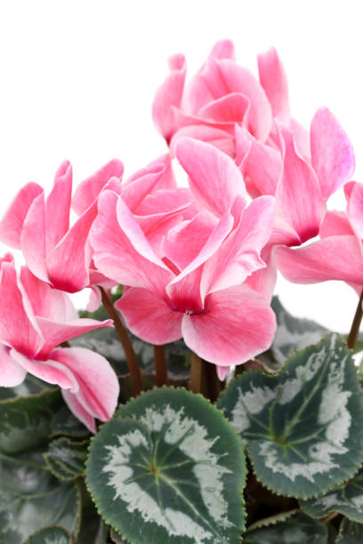 istock Closeup view of a pink cyclamen 1086186868