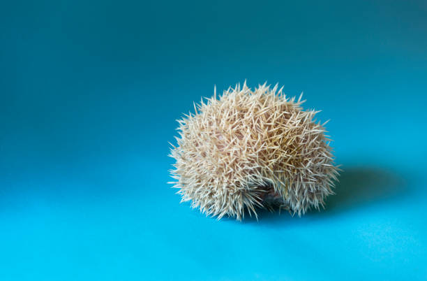 Little animal - hedgehog on blue background.